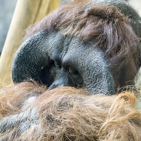 Спящий орангутанг