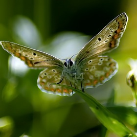 Бабочка голубянка